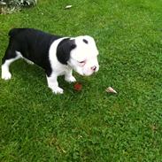 Fransk bulldog Basse