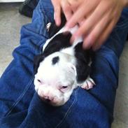 Fransk bulldog Basse