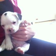 Fransk bulldog Basse