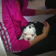 Fransk bulldog Basse