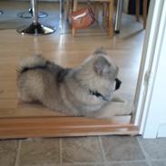 Eurasier Enzo