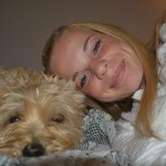 Cairn terrier Findus