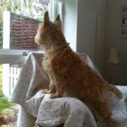 Cairn terrier Findus