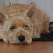 Cairn terrier Findus