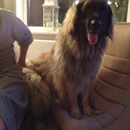 Leonberger folmer