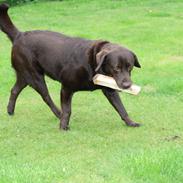 Labrador retriever sofus - R.I.P 15/10-16