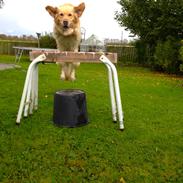 Golden retriever Mille