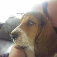 Basset hound Luna R.i.p