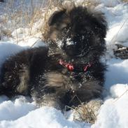 Schæferhund Diva