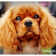 Cavalier king charles spaniel Loevhoejs Daiquiri - Daiqqi