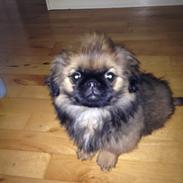 Pekingeser Bailey