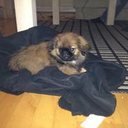 Pekingeser Bailey