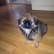 Pekingeser Bailey