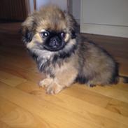Pekingeser Bailey