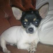 Chihuahua Stella.