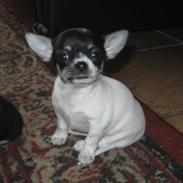 Chihuahua Stella.