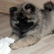 Keeshond Aura