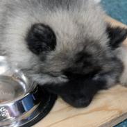 Keeshond Aura