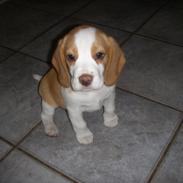 Beagle Zenta