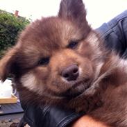 Finsk lapphund Coco