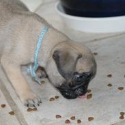 Mops Malekits Hannibal