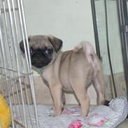 Mops Malekits Hannibal