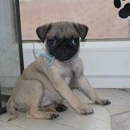 Mops Malekits Hannibal