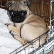 Mops Malekits Hannibal