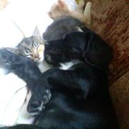 Field Trial Cockerspaniel Go Get It Nikita (Molly)