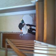 Field Trial Cockerspaniel Go Get It Nikita (Molly)