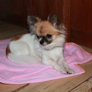 Chihuahua House Of Holtens Brise (Nellie)