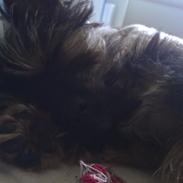 Blanding af racer Rollo