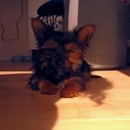 Blanding af racer Rollo