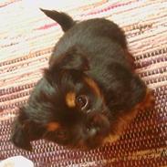 Blanding af racer Rollo