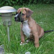 Blanding af racer Jackson