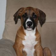 Blanding af racer Jackson