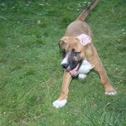 Blanding af racer Jackson