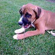 Blanding af racer Jackson