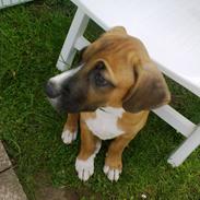 Blanding af racer Jackson