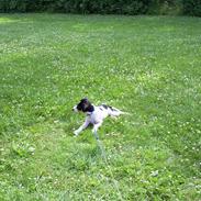 Dansk svensk gaardhund Balou