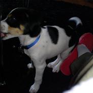 Dansk svensk gaardhund Balou