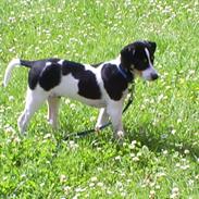 Dansk svensk gaardhund Balou