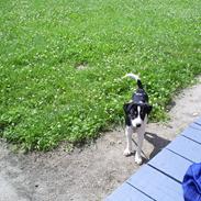 Dansk svensk gaardhund Balou