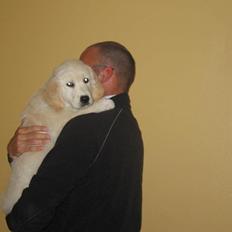 Golden retriever Valle