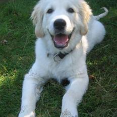 Golden retriever Valle