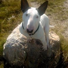 Bullterrier Chilli