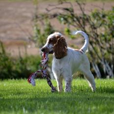 Cocker spaniel Althea