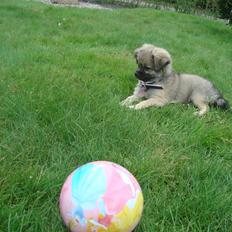 Blanding af racer lola