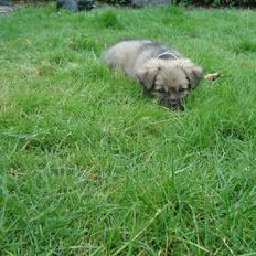 Blanding af racer lola