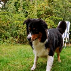 Australian shepherd Spinnrockens A Winter's Tale "Lyra"
